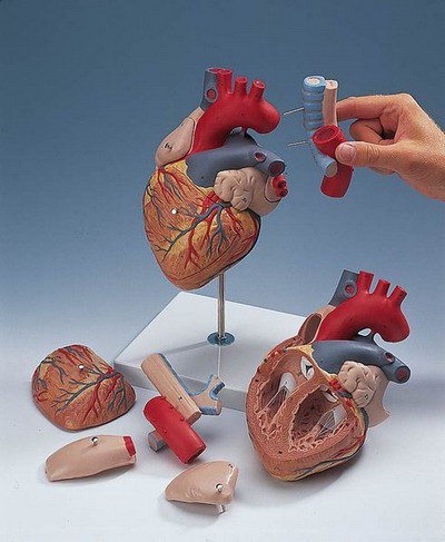 Heart with Oeso-phagus and Trachea, 2 times life-size, 5-part