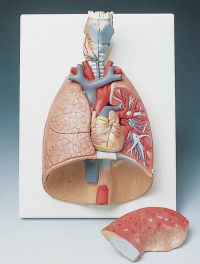 Lung Model with Larynx, 7-part