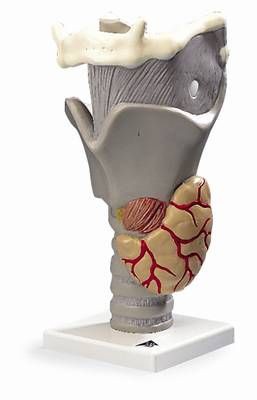 Functional Larynx, 2.5 times full-size