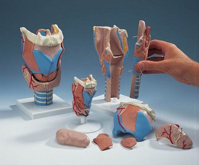 Larynx, 2 times full-size, 7-part