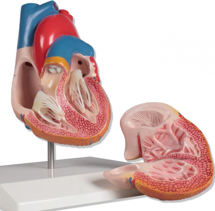 Herzmodell, 2-teilig, natürliche Größe