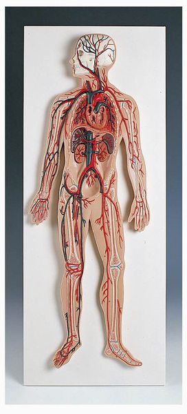 G30 Circulatory System