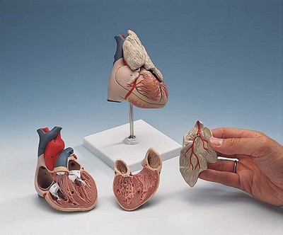 Classic Heart with Thymus, 3-part