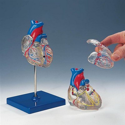 Transparent Heart, 2-part