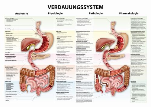 Verdauungssystem, 140 x 100 cm, laminiert