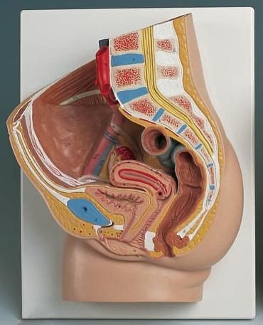 Female Pelvis, 2-part