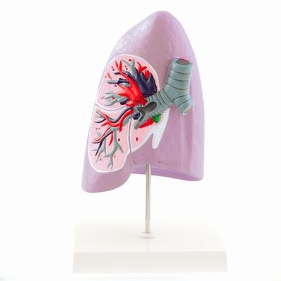 Modell eines Lungenflügels