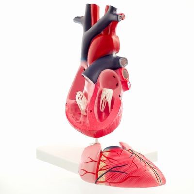 Herzmodell, 2-teilig