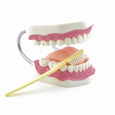 Zahnpflegemodell mit Zahnbürste