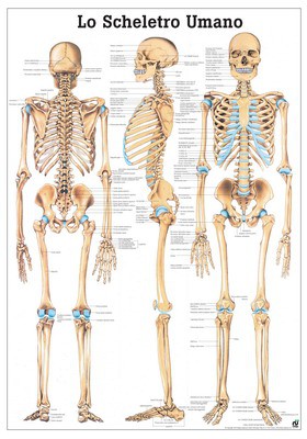 Lo Scheletro Umano, italien, 70 x 100 cm, laminated