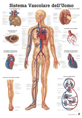 Sistema Vascolare Dell’ Uomo, italienisch, 70 x 100 cm, papier