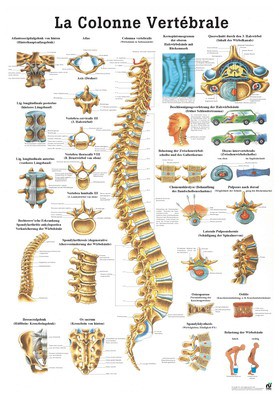 La Colonna Vertebrale