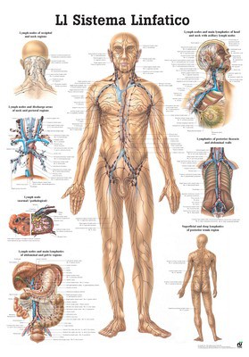 Il Sistema Linfatico, italienisch, 70 x 100 cm, papier