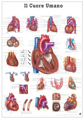 Il Cuore Umano, italienisch, 70 x 100 cm, laminiert