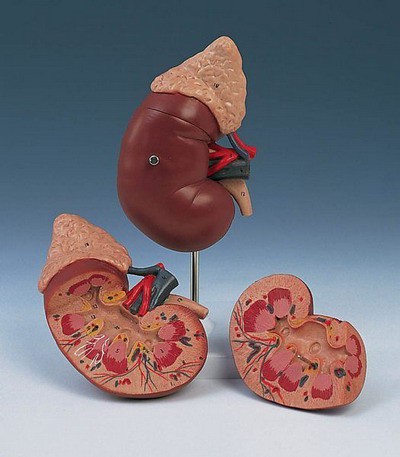 Kidney with adrenal gland, 2-parts