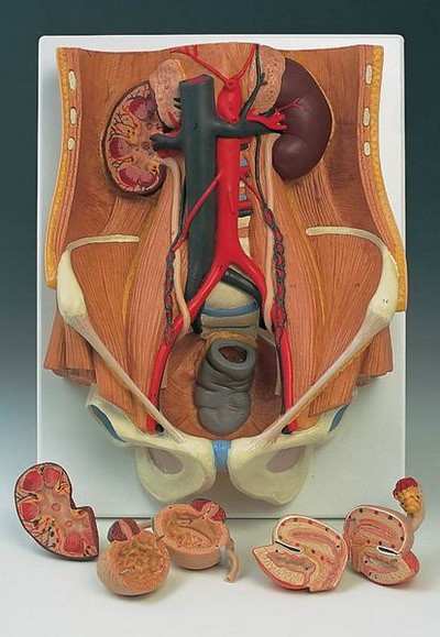 Dual Sex Urinary System, 6-part