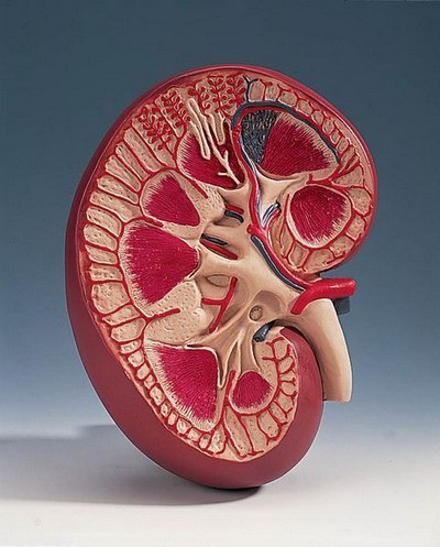 Basic Kidney Section