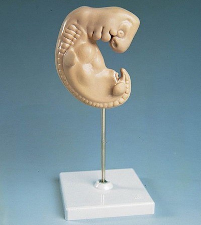 Embryo