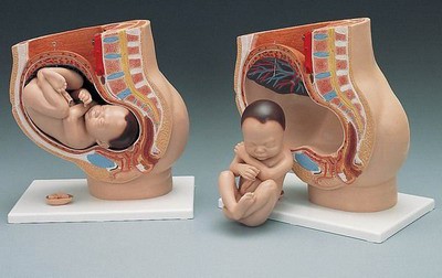 Pregnancy Pelvis