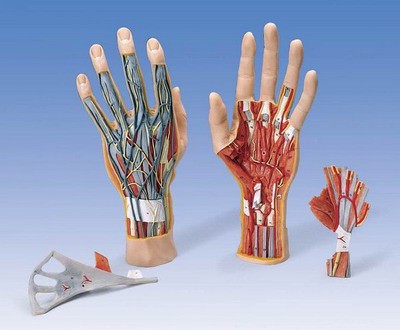 Anatomical Model - Handstrukturmodell