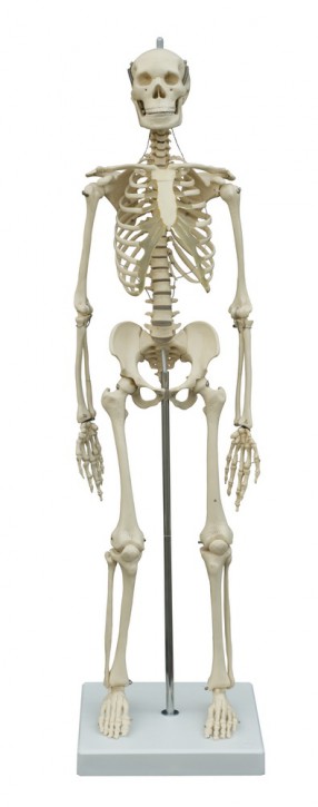 Anatomical Model - Mini-Skeleton