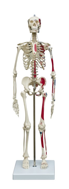 Anatomical Model - Mini-Skeleton with muscles