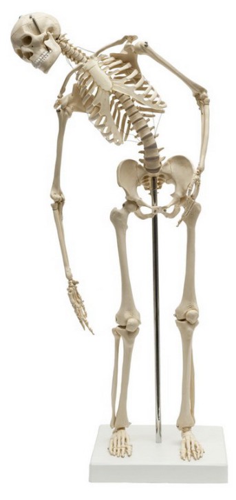 Mini-Skelett mit flexibler Wirbelsäule