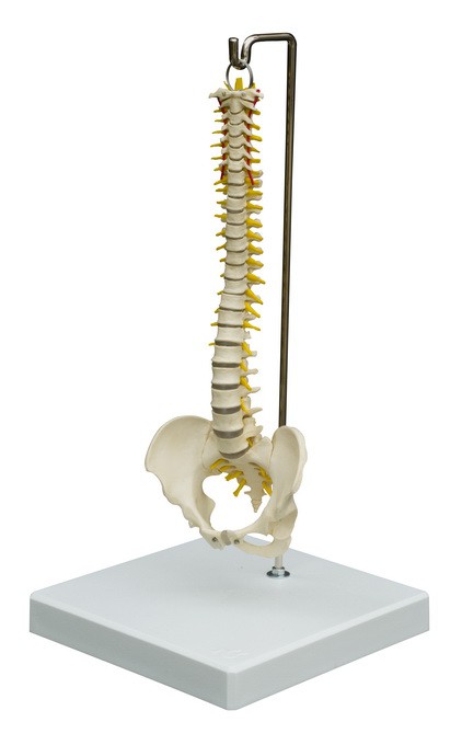 Anatomical Model - Mini-Spine