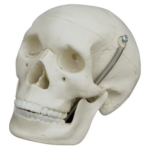 Anatomical Model - Mini-Skull