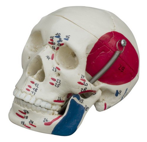 Anatomical Model - Mini-Skull with Muscle painting