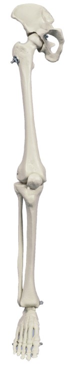 Anatomical Model - Mini-Leg