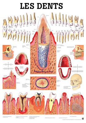 Les Dents