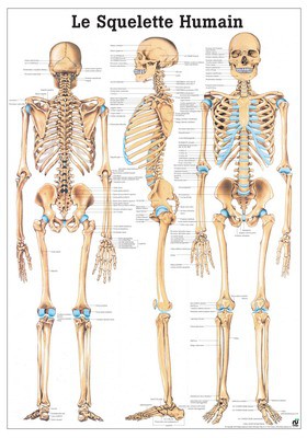 Le Squelette Humain