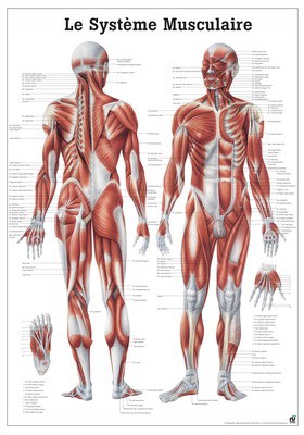 Le Système Musculaire