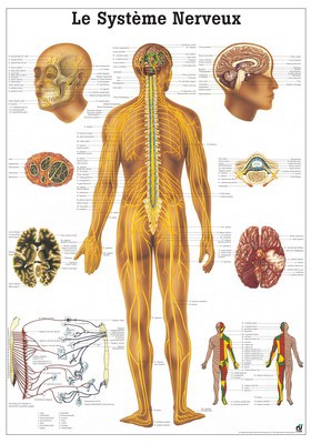 ruediger Anatomie Pa03 le Squelette Humain Tableau, français, 70 cm x 100  cm, papier