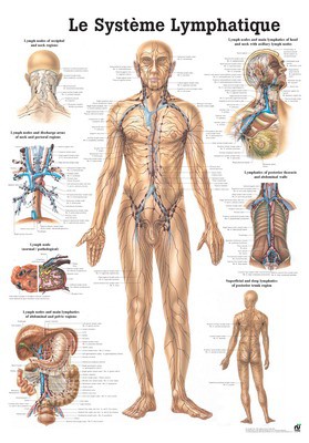 Le Système Lymphatique