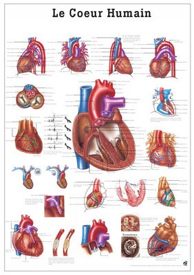 Le Coeur Humain