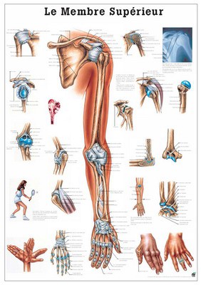 Le Membre Supérieur