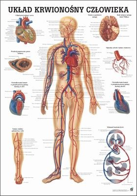 Uklad Krwionosny Czlowieka