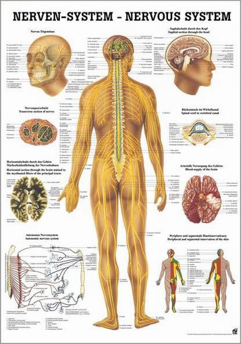 Nervensystem des Menschen, 24 x 34 cm, laminated