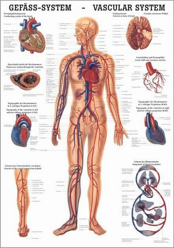 Gefäßsystem des Menschen, 24 x 34 cm, laminated