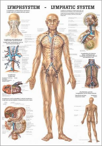 Das Lymphsystem des Menschen, 50 x 70 cm, papier