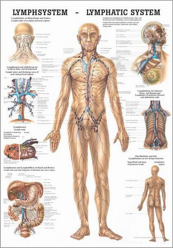 Das Lymphsystem des Menschen, 50 x 70 cm, paper