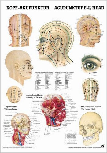 Kopfakupunktur, 24 x 34 cm, papier