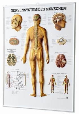 Relieftafel - Nervensystem