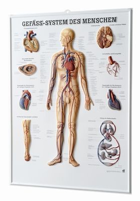 Relieftafel - Gefäss-system