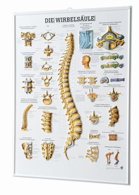 The Human Spine