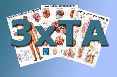 Anatomische Lehrtafeln - Tafel-Set Anatomie III