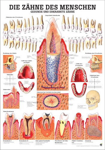 Gesunde und erkrankte Zähne, 70 x 100 cm, laminiert