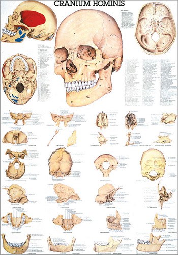 Der menschliche Schädel, 70 x 100 cm, papier